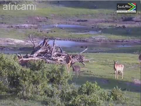 I took a picture on Tambe: Deer, my words to heart