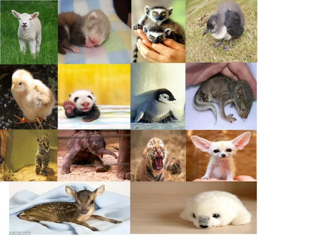 Baby Animals Names