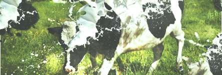 Cows_zps03c5e0cc.png