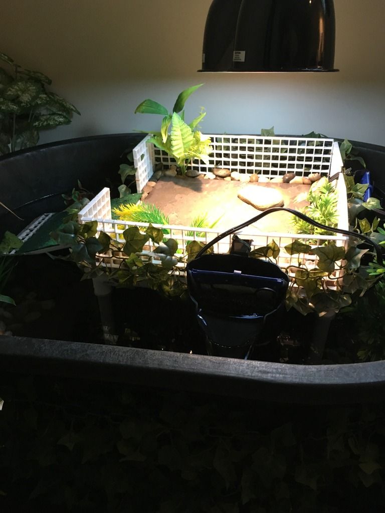 Updated baby painted turtle stock tank Habitats and Equipment