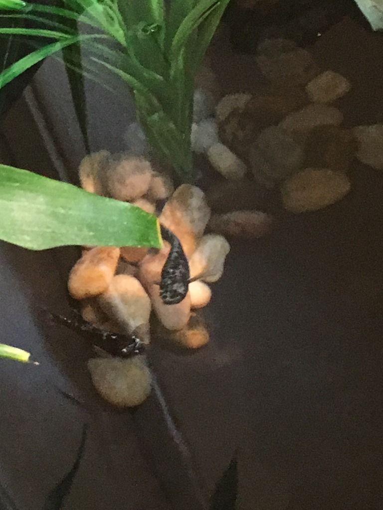 Updated baby painted turtle stock tank Habitats and Equipment