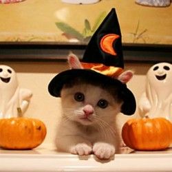 halloween cat photo: costumes Halloween-cat-250x250_zpsa0d0778b.jpg