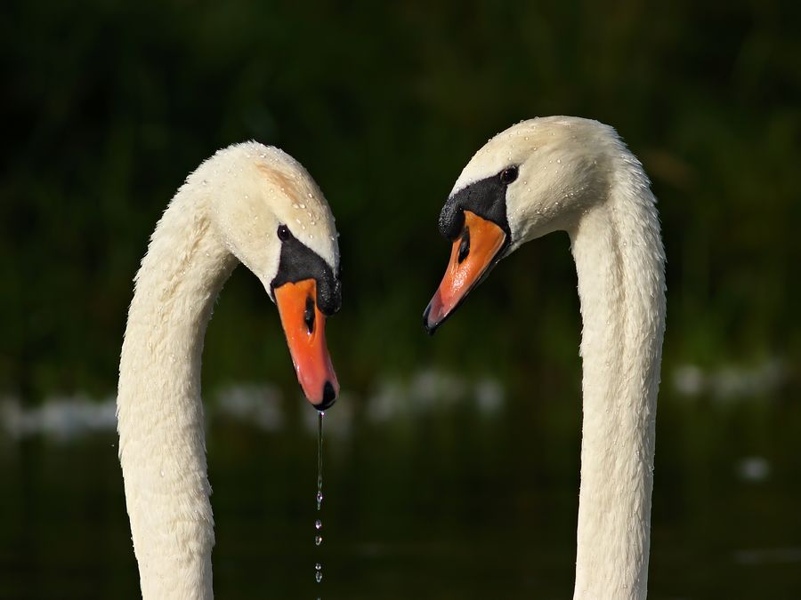 Fotografie