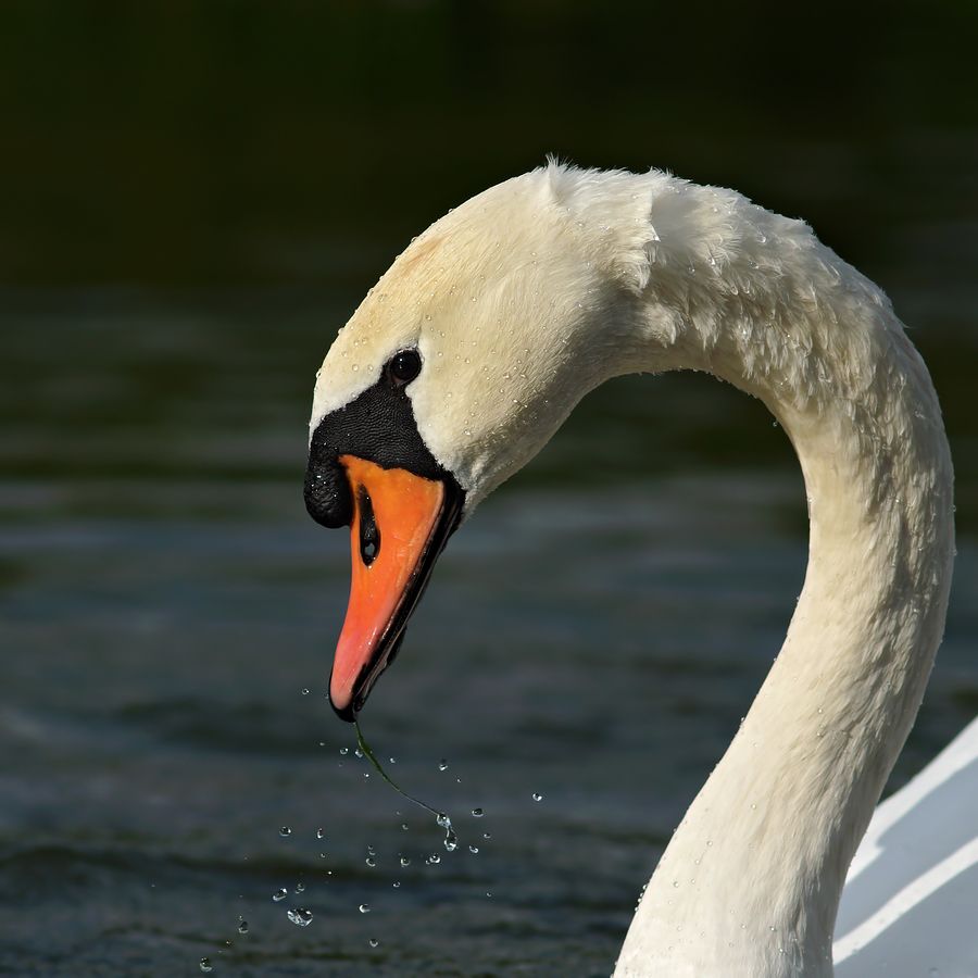 Fotografie