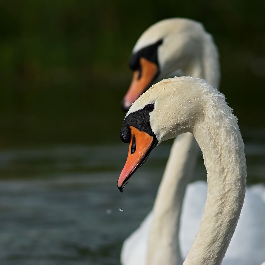 Fotografie