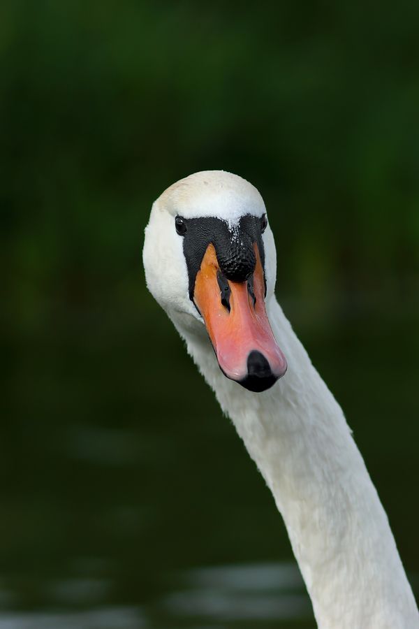 Fotografie