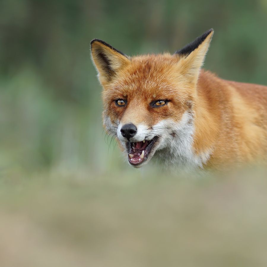 Fotografie