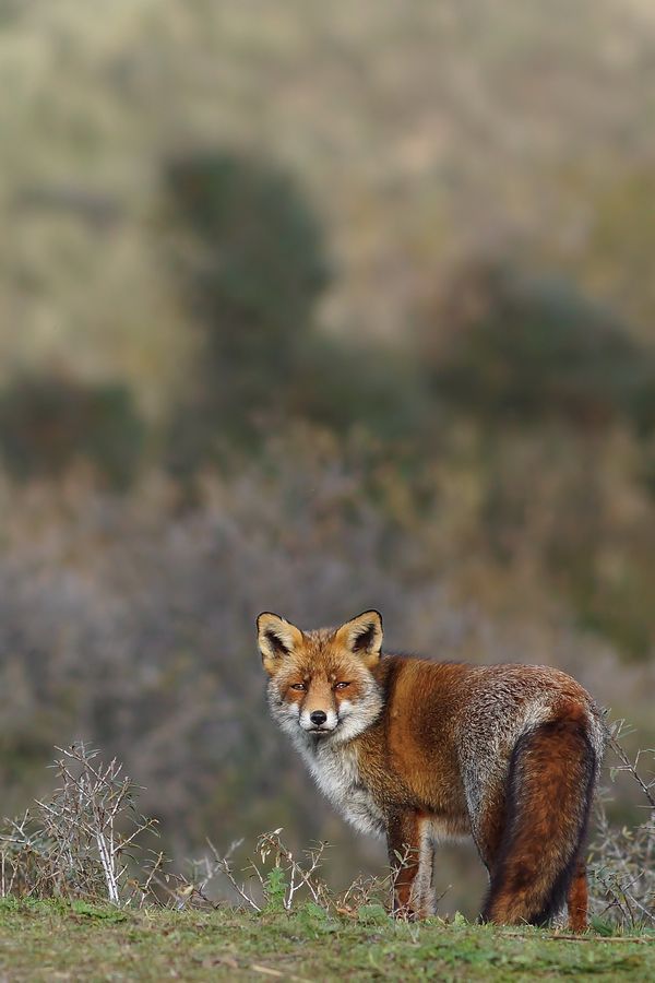 Fotografie