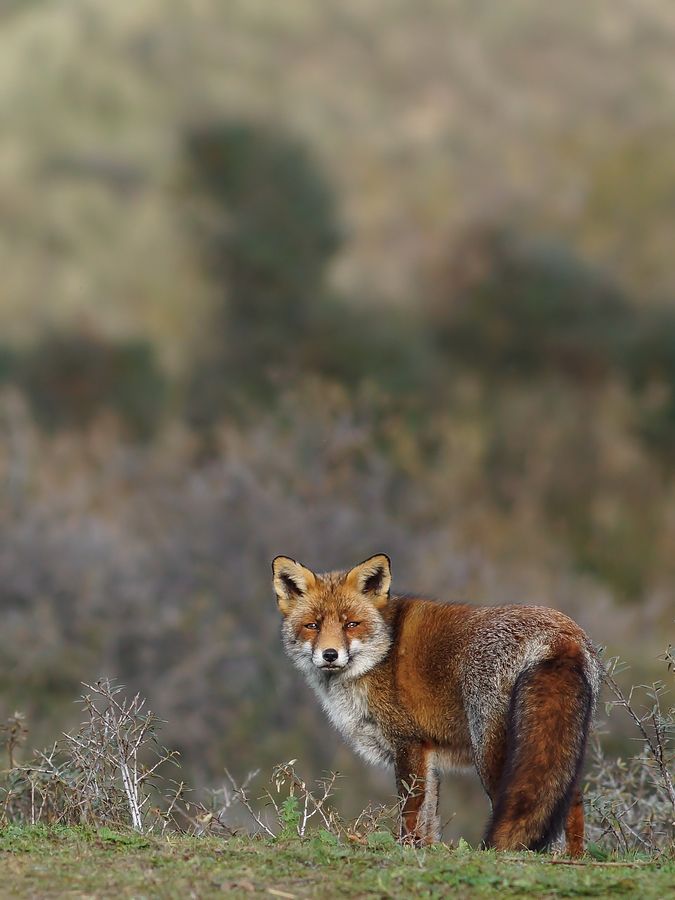 Fotografie