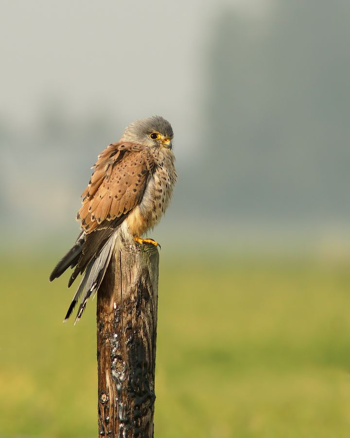 Fotografie