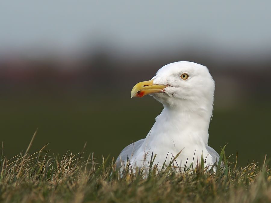 Fotografie