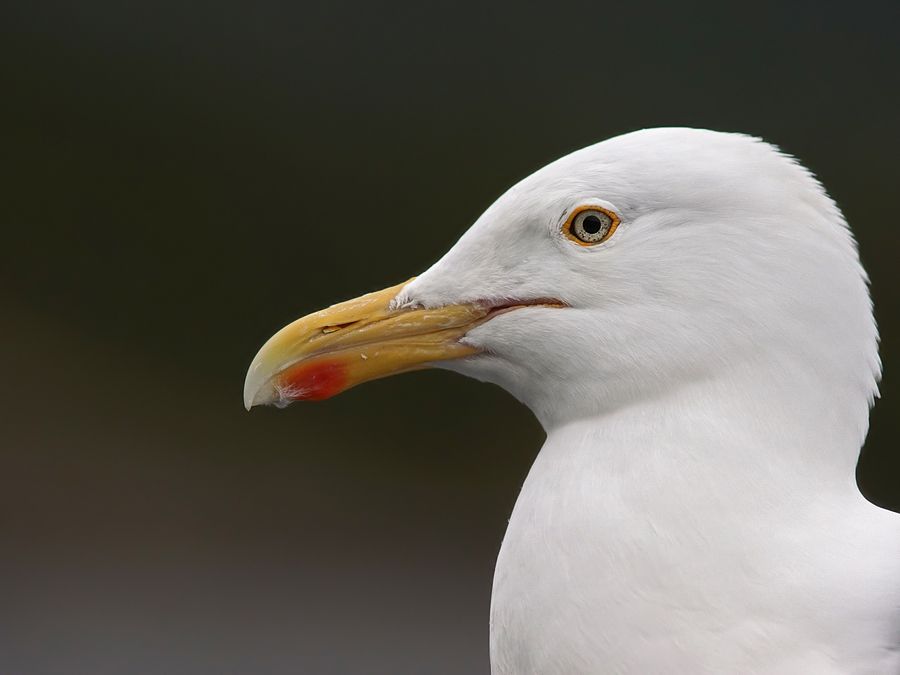 Fotografie