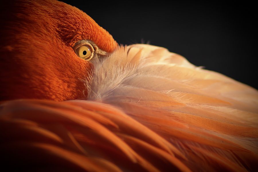 Fotografie