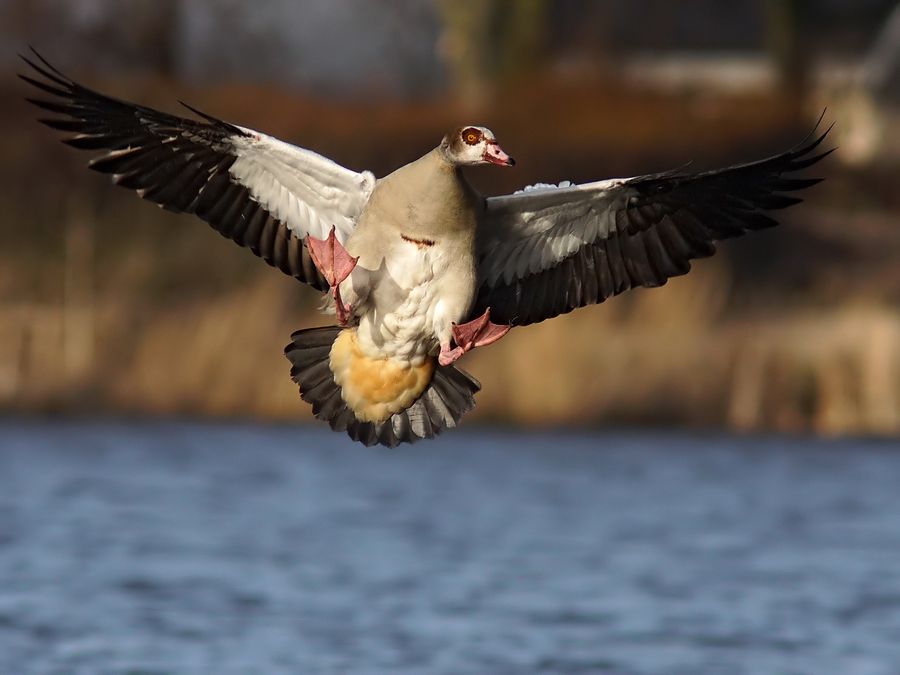 Fotografie