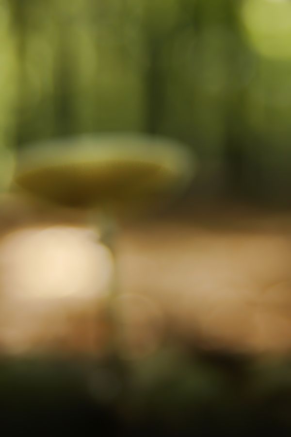 Fotografie
