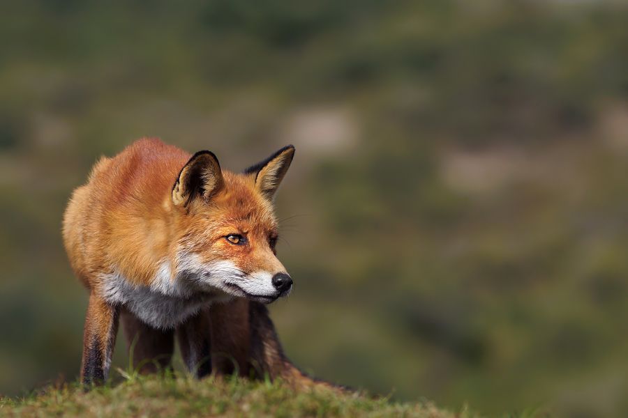 Fotografie