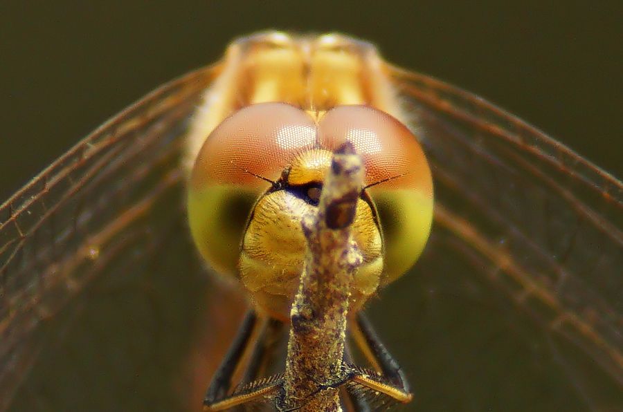 Fotografie