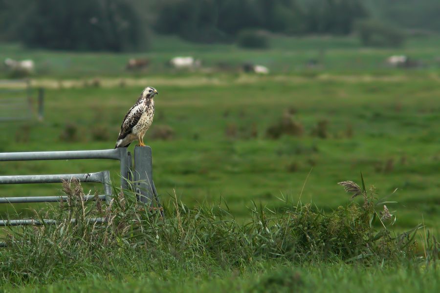 Fotografie