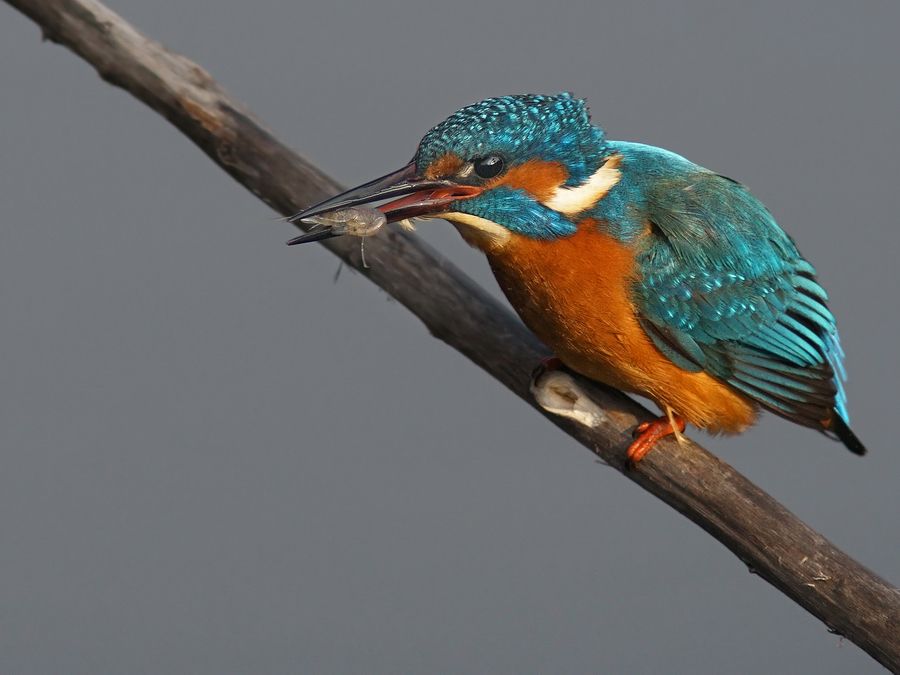 Fotografie