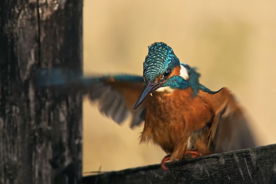 Fotografie