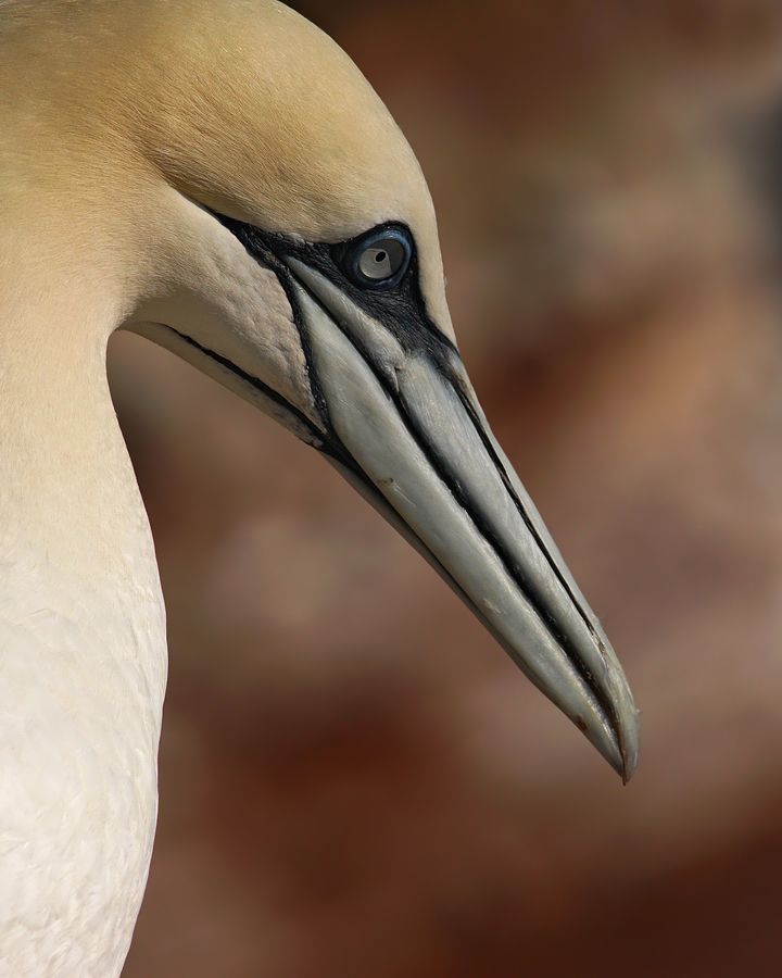 Fotografie