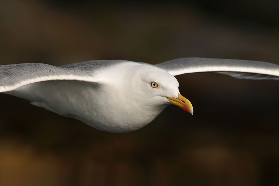 Fotografie