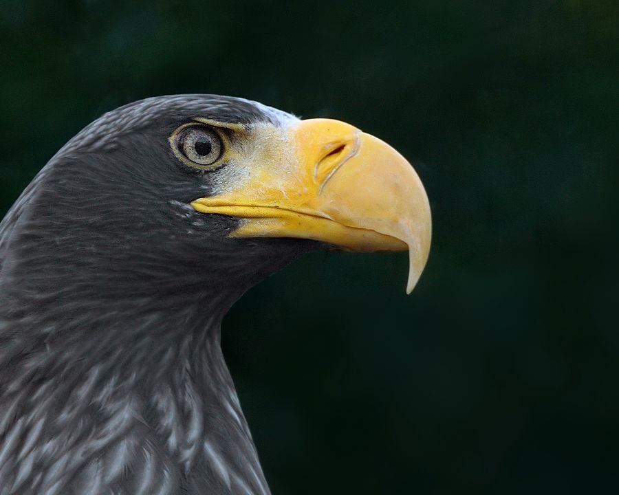 Fotografie