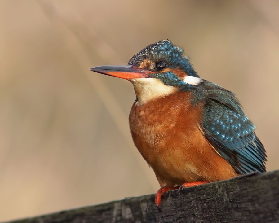 Fotografie