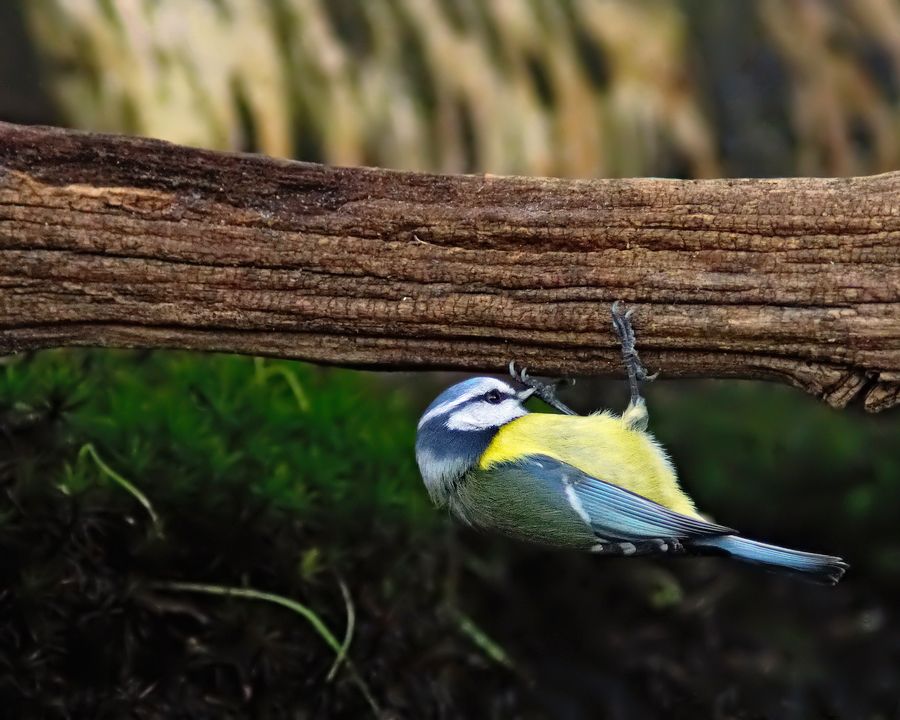 Fotografie