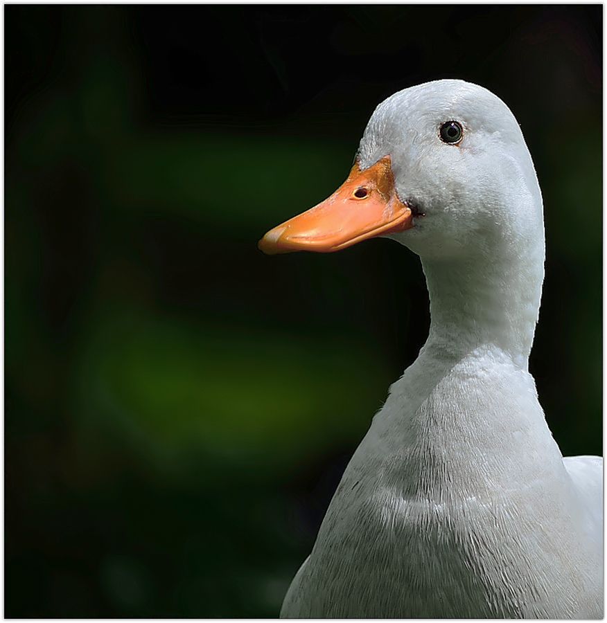 Fotografie