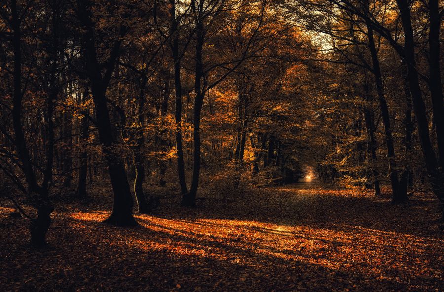 Fotografie