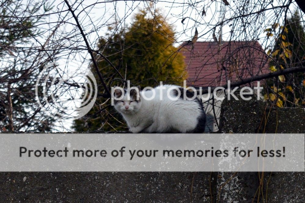  photo CSC_0124_zps1ugundw6.jpg